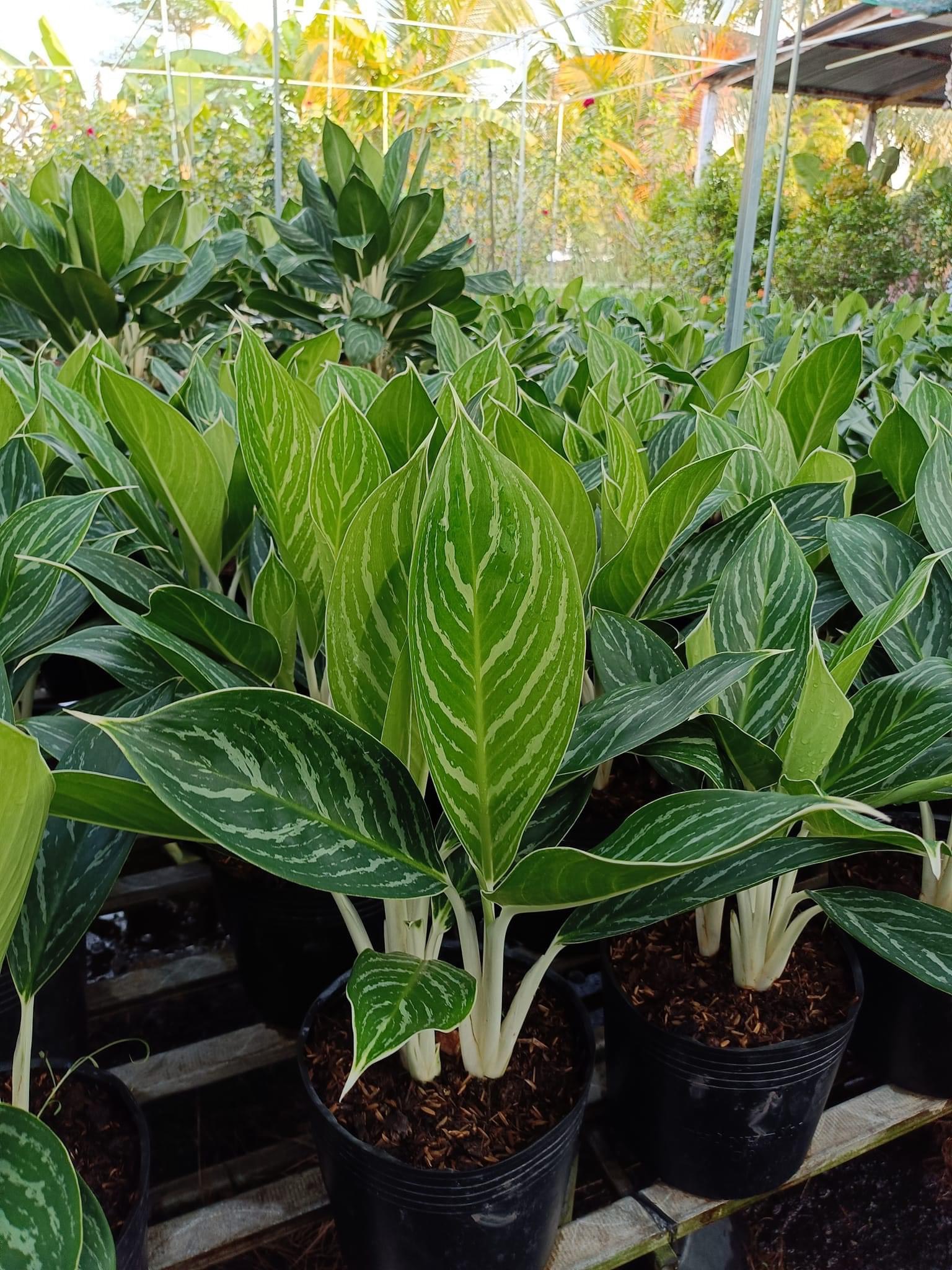 cay-bach-ma-hoang-tu-1-1