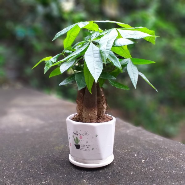 cây-cảnh-trong-chậu-trắng-đặt-trên-mặt-đất.