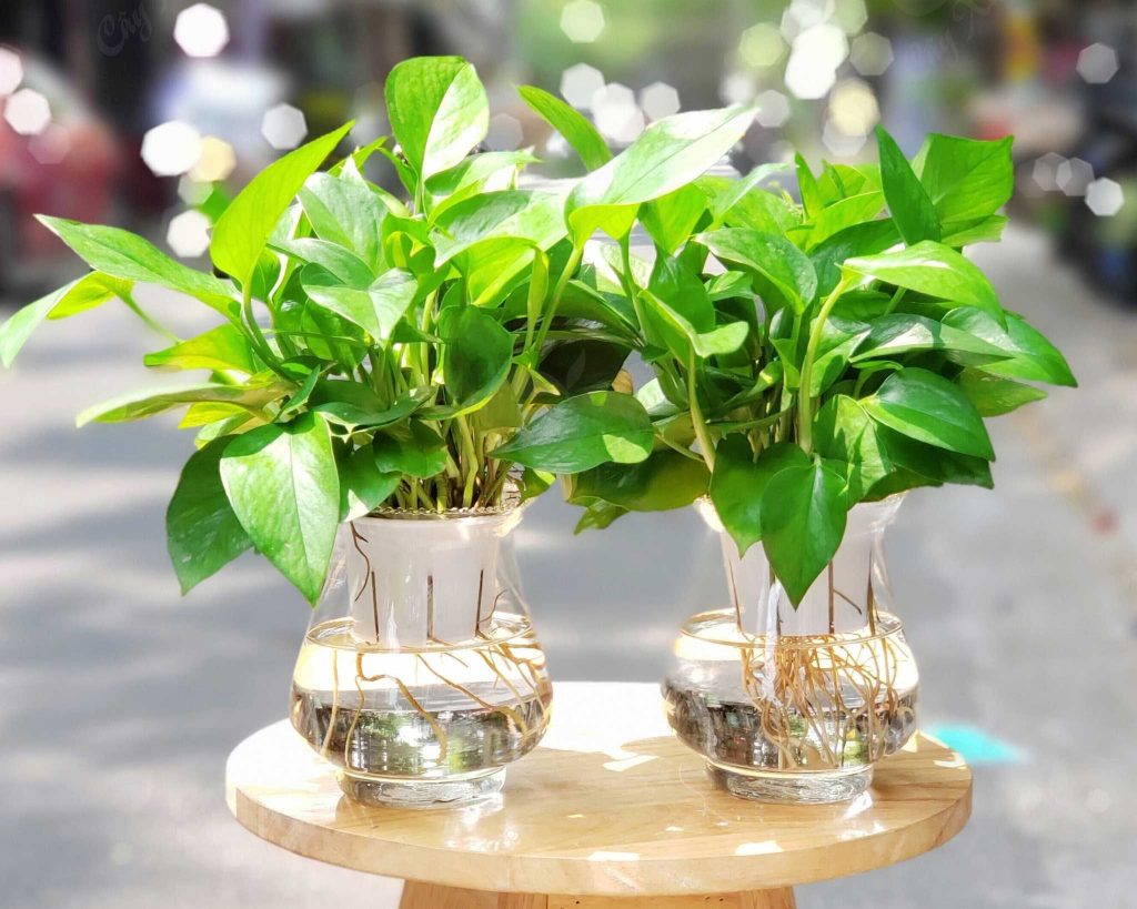 cay-van-nien-thanh-1-e1628001753664-1024x819