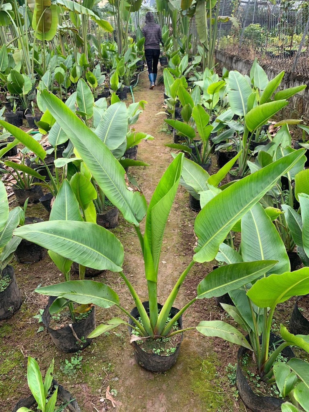 chuoi-re-quat-3-1050x1400