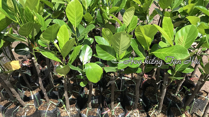 Cung Cấp Cây Giống, Cây Cảnh, Cây Xanh Đô Thị, Hoa Kiểng