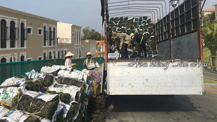 Vận chuyển Cây Giống