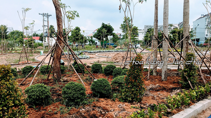 Dịch Vụ Trồng Cỏ Công Trình