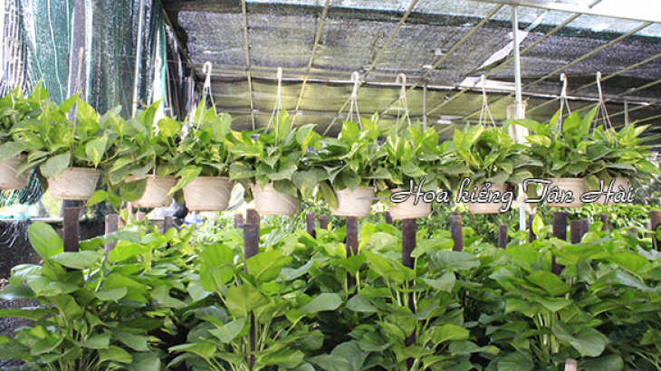 Dịch Vụ Tư Vấn Các Loại Cây Cảnh