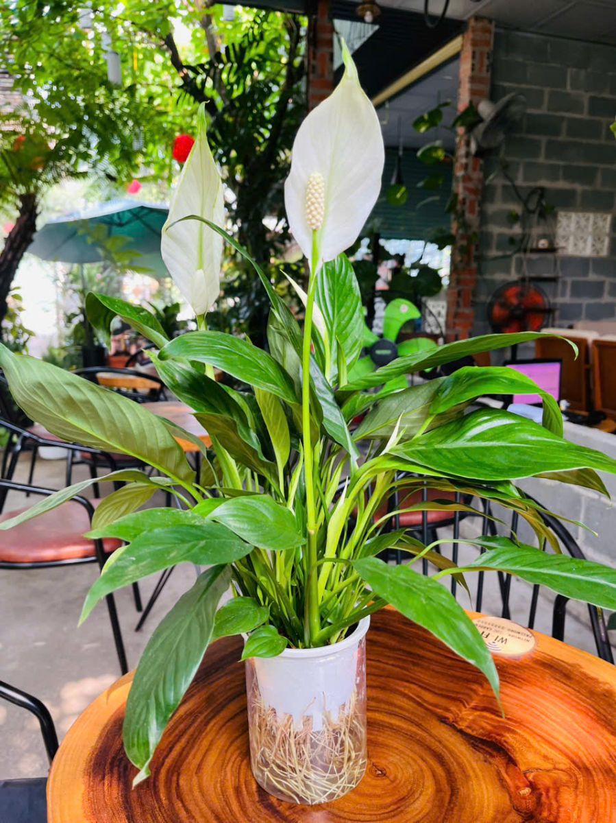 lan-y-thuy-sinh-soc-garden