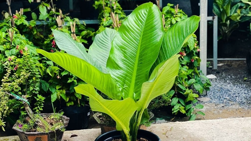 nguon-goc-dac-diem-va-y-nghia-cua-cay-dai-phu-gia-202201051113418745