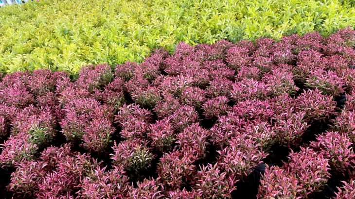 DỰ ÁN CÂY XANH NOVAHILL MŨI NÉ