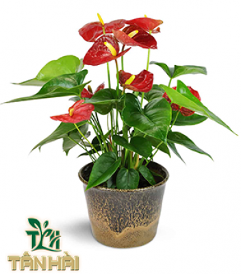 CÂY TIỂU HỒNG MÔN