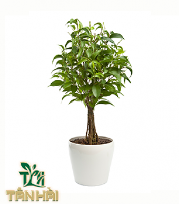CÂY TRÚC BÁCH HỢP