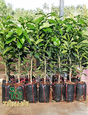 CÂY BƯỞI DA XANH