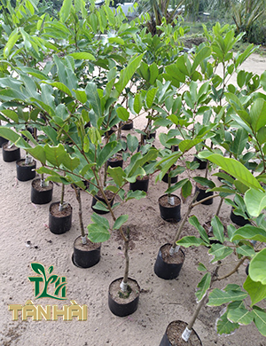 CÂY GIỐNG CHÔM CHÔM THÁI