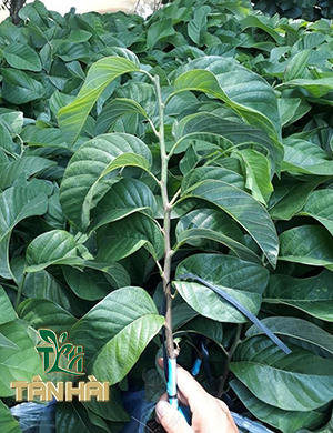 CÂY GIỐNG MÃNG CẦU NA THÁI