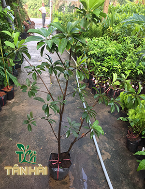 CÂY SA PÔ CHÊ (hồng xiêm)