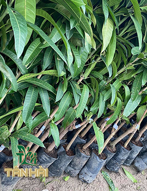 CÂY GIỐNG XOÀI ĐÀI LOAN