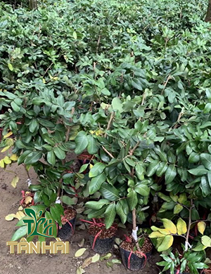 CÂY THANH NHÃN