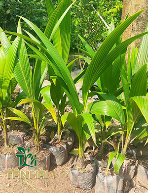 CÂY GIỐNG DỪA XIÊM LÙN