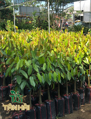 CÂY GIỐNG SẦU RIÊNG