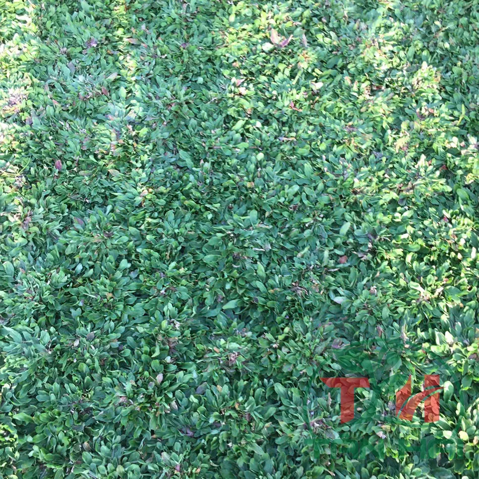 Cỏ Lá Gừng Thái